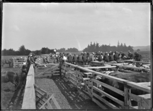 Saleyards at Maungakaramea, 1923 ATLIB 300275