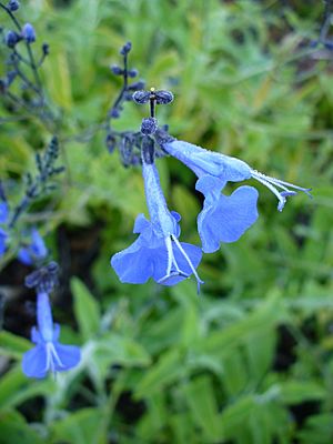 Salvia sagittata (Scott Zona) 001