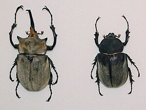 Scarabaeidae - Megasoma elephas