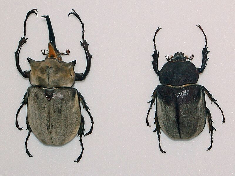 Scarabaeidae - Megasoma elephas