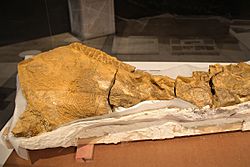 Segment of Dakota fossil