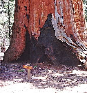 Sequoias (54)