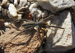 Solfugid in veld near Uniondale (Western Cape) 1600