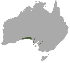 Southern Hairy-nosed Wombat area.png