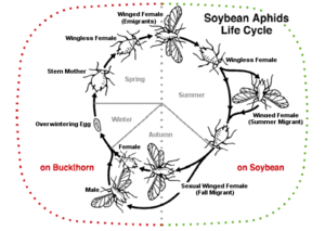 Soybeanaphidlifecycle