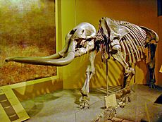 Stegomastodon mirificus - Smithsonian