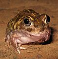 Sudell's Frog - Neobatrachus sudelli