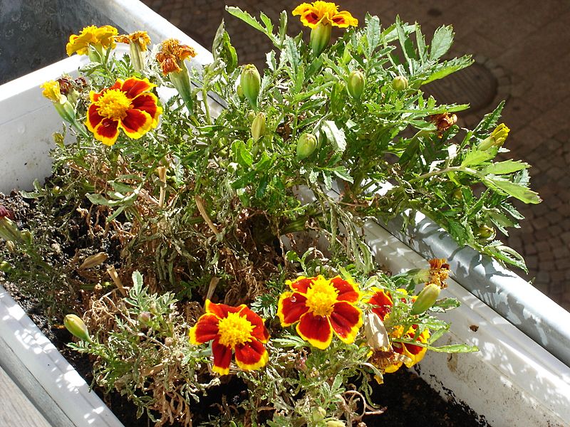 Tagetes 20050925