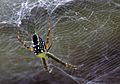 Tent Spider in Cairns - Cyrtophora moluccensis