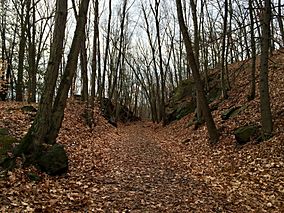 The Larkin Trail in Whittemore Glen State Park in Naugatuck Connecticut.jpg