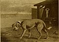 The dog book - a popular history of the dog, with practical information as to care and management of house, kennel, and exhibition dogs; and descriptions of all the important breeds (1906) (20800295488)