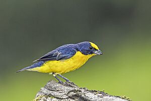 Thick-billed euphonia (Euphonia laniirostris melanura) male Cundinamarca.jpg