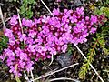 Thymus praecox - Iceland - 2007-07-05