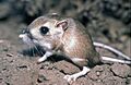 TiptonKangarooRat