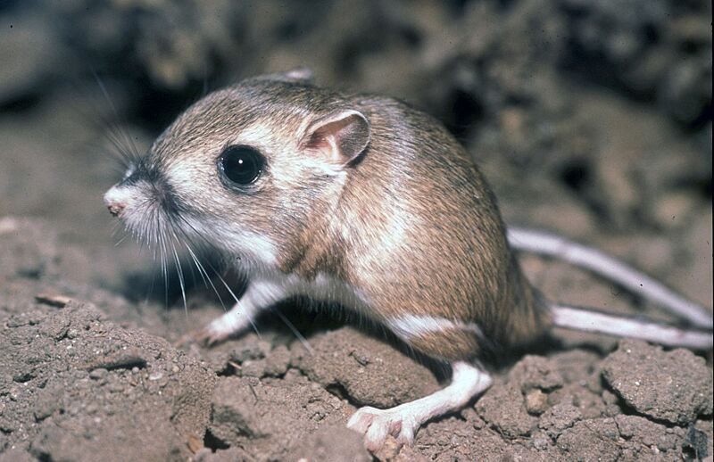 TiptonKangarooRat