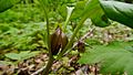 Trillium petiolatum- Washington