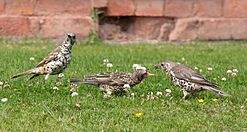 Turdus viscivorus -Longbridge, Birmingham, England -parent and chicks-8 (2)