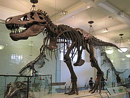Tyrannosaurus AMNH 5027