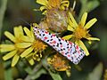 Utetheisa pulchella on Dittrichia viscosa 1