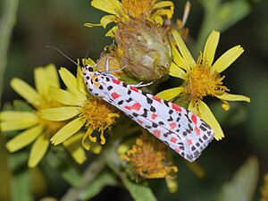 Utetheisa pulchella on Dittrichia viscosa 1