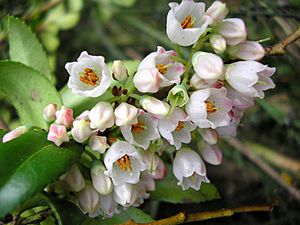 Vaccinium membranaceum Huckleberry Flowers.jpg