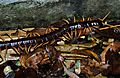 Vietnamese Centipede (Scolopendra subspinipes) (7783188102)