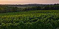 Vineyards of Istria (Croatia)