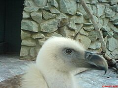 Vulture's head Park Mellat Tehran