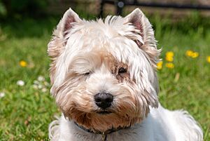 West Highland White Terrier face portrait May 2023