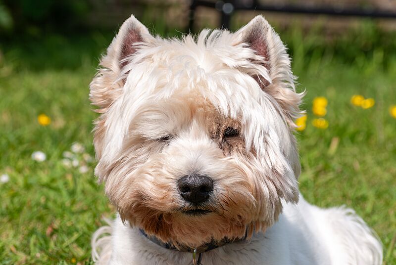 West Highland White Terrier face portrait May 2023