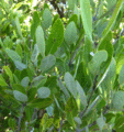 White-Mangrove (5602001980)