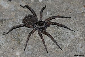 Wolf Spider (Hogna carolinensis).JPG