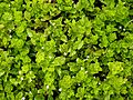 Yerba Buena - Clinopodium douglasii