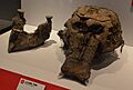 Yuka (Mammuthus primigenius) - Skull and Lower Jaw A