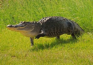 *Big* Walking Gator at lake Woodruff