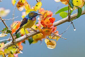 0A2A7371 Brown-throated Sunbird.jpg