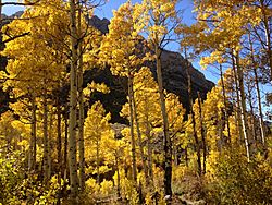 2013-10-06 15 04 21 Aspens during autumn along the Changing Canyon Nature Trail in Lamoille Canyon, Nevada