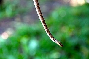 A Northern Cat Eye Snake 2016 taken at Golfo Dulce Retreat