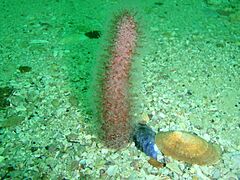 Actinoptilum molle at Windmill BeachPA111765