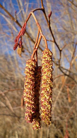Alnus incana var. tenuifolia 4