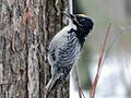 American Three-toed Woodpecker - Picoides dorsalis (Male)