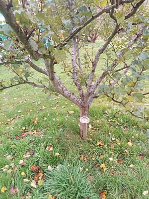 Apple cultivars in Priorwood Gardens in Melrose Scotland Newton Wonder