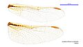 Archaeosynthemis occidentalis female wings (34921466481)