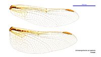 Archaeosynthemis occidentalis female wings (34921466481)
