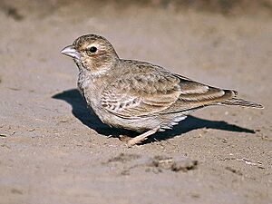 Ashy-crowned Sparrow Lark (Female) -Bharatpur I IMG 8487.jpg