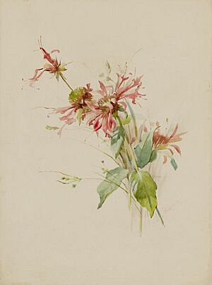 Austa Densmore Sturdevant - Bergamot (or Bee Baum)