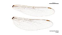 Austroaeschna pinheyi female wings (35053269615)