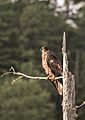 Bald Eagle juvenile, Keweenaw