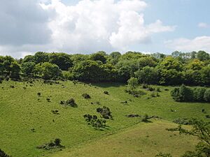 Bald Hill, Aston Rowant National Nature Reserve - geograph.org.uk - 14377