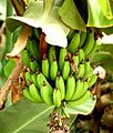 Bananas - Morocco